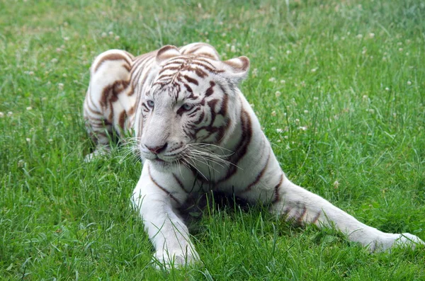 Tigre Branco Zoológico — Fotografia de Stock