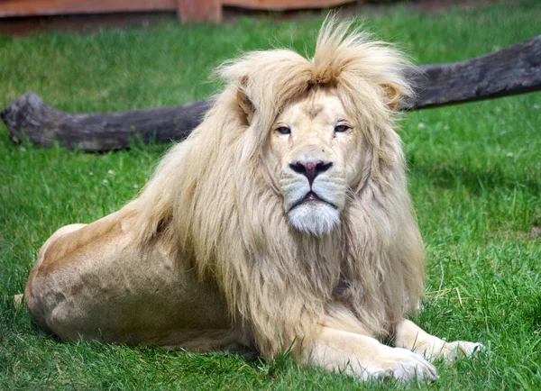 León Blanco Zoológico — Foto de Stock