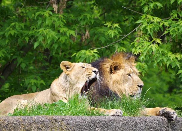 Löwenpaar Ruht Sich Gras Aus — Stockfoto