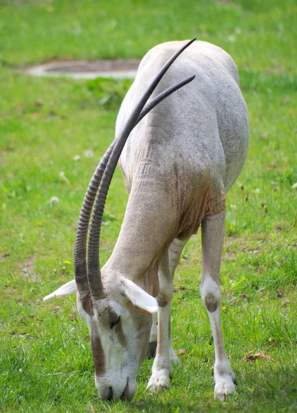 Oryx Comendo Grama Zoológico — Fotografia de Stock