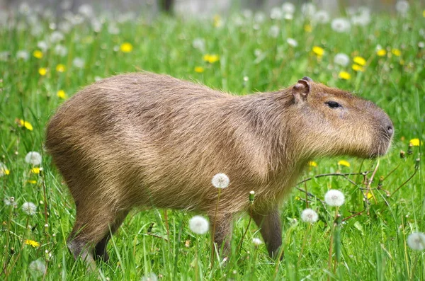 Portret Van Een Volwassen Capibara — Stockfoto