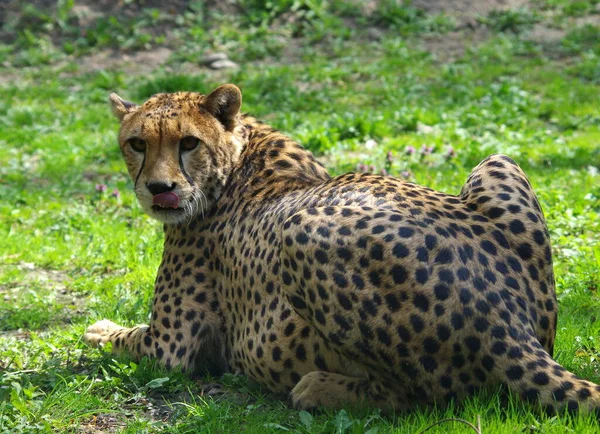 Guepardo Sabana Kenya — Foto de Stock