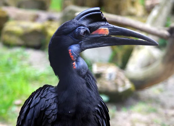 Portret Van Een Grote Neushoornvogel — Stockfoto