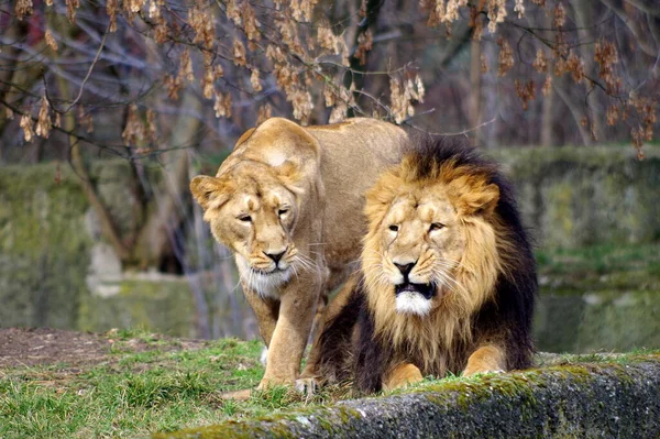 Couple Lions Adultes Repos — Photo