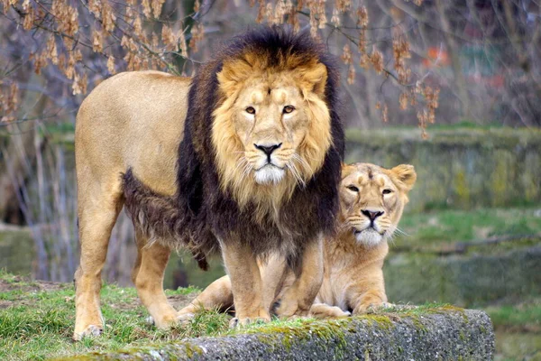 Paar Ausgewachsener Löwen Ruht — Stockfoto