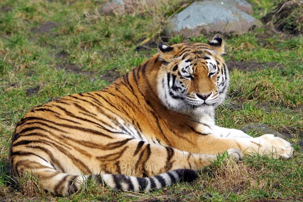 Красивый Молодой Бенгальский Тигр Зоопарке — стоковое фото