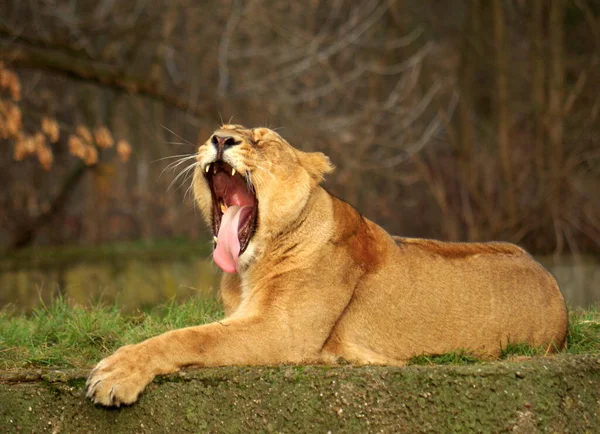 Gelangweilte Löwin Gähnt Zoo — Stockfoto
