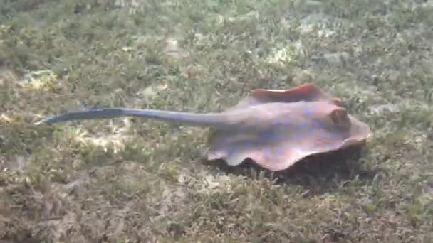 Bluespotted Ribbontail Ray Pływający Nad Trawą Morską Morze Czerwone — Wideo stockowe