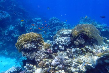 Kızıl Deniz, Mısır ve Marsa Shagra 'daki güzel mercan resifleri