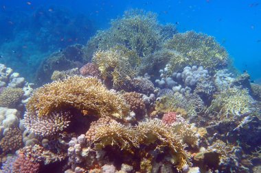Kızıl Deniz, Mısır ve Marsa Shagra 'daki güzel mercan resifleri