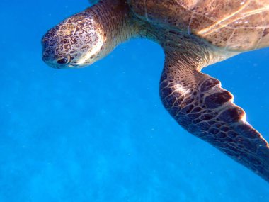 Kızıl Deniz 'de Yeşil Kaplumbağa, Mısır