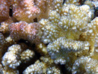 Kızıl Deniz, Mısır ve Marsa Shagra 'daki güzel mercan resifleri