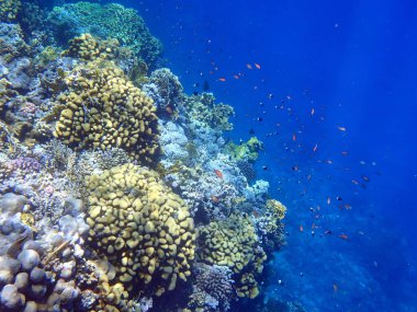 Kızıl Deniz, Mısır ve Marsa Shagra 'daki güzel mercan resifleri