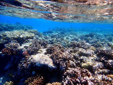 Kızıl Deniz, Mısır ve Marsa Shagra 'daki güzel mercan resifleri