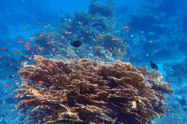 Kızıl Deniz, Mısır ve Marsa Shagra 'daki güzel mercan resifleri