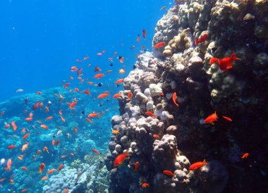 Kızıl Deniz, Mısır ve Marsa Shagra 'daki güzel mercan resifleri