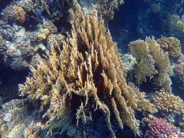 Beautiful coral reef in the Red Sea, Egypt, Marsa Shagra