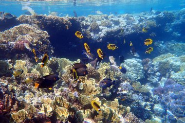 Kızıl Deniz, Mısır ve Marsa Shagra 'daki güzel mercan resifleri
