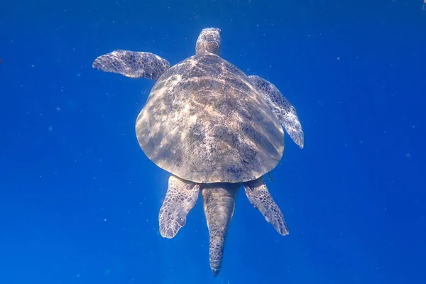 Green Turtle Red Sea Egypt — Zdjęcie stockowe