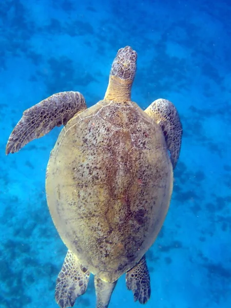 Żółw Zielony Morzu Czerwonym Egipt — Zdjęcie stockowe