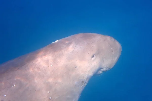 Dugong Also Known Sea Cow Red Sea Egypt — Zdjęcie stockowe