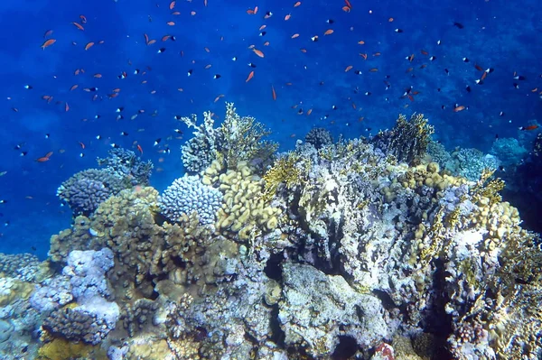 Beautiful Coral Reef Red Sea Egypt Marsa Shagra — Foto de Stock