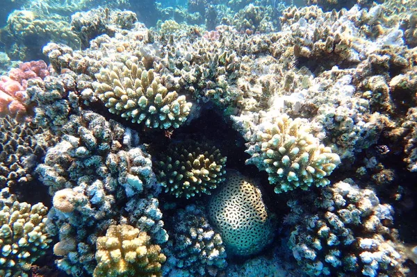 Beautiful Coral Reef Red Sea Egypt Marsa Shagra — Stock Photo, Image