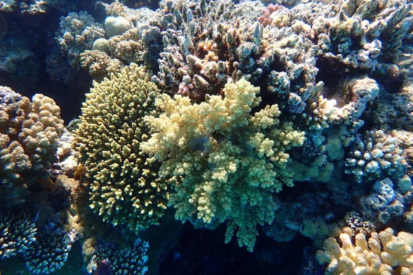 Beautiful Coral Reef Red Sea Egypt Marsa Shagra — Stock Photo, Image
