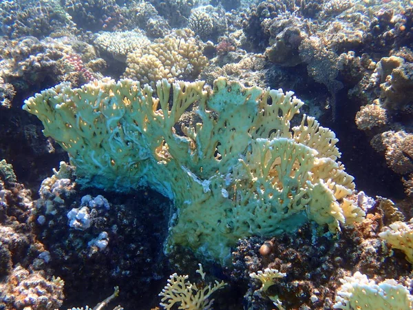 Beautiful Coral Reef Red Sea Egypt Marsa Shagra — стоковое фото