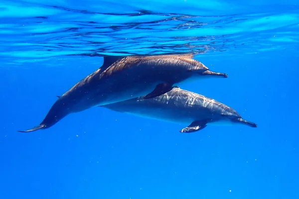 Дельфины Плавают Голубом Море — стоковое фото