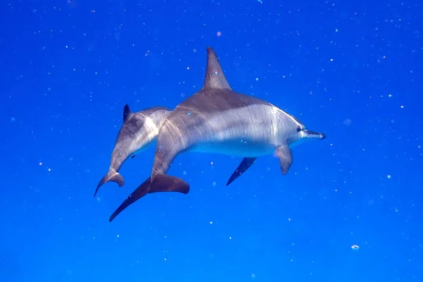 Delfiny Pływające Błękitnym Morzu — Zdjęcie stockowe