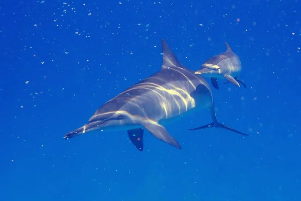 Delfiny Pływające Błękitnym Morzu — Zdjęcie stockowe