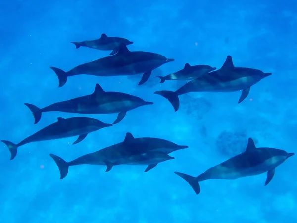 青い海を泳ぐイルカたち — ストック写真