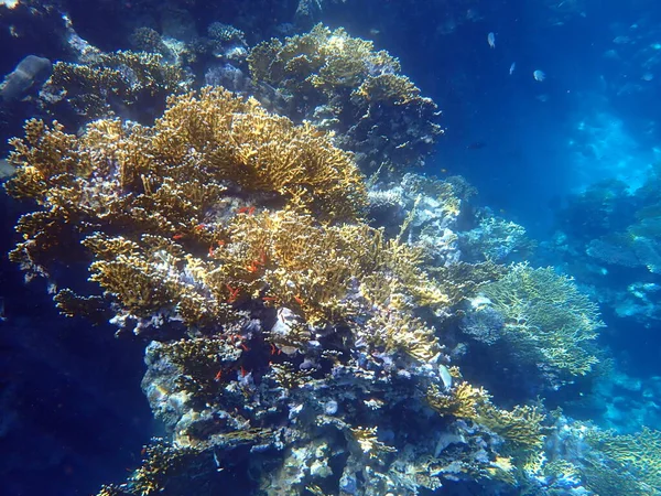 Beautiful Coral Reef Red Sea Egypt Marsa Shagra — Stock Photo, Image
