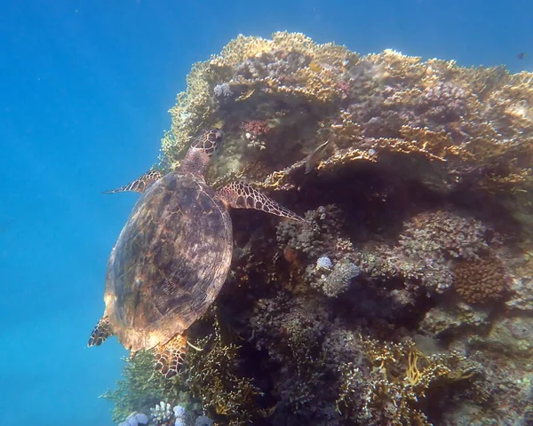 Green Turtle in the Red Sea, Egypt