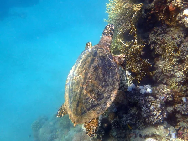 Green Turtle Red Sea Egypt — стоковое фото