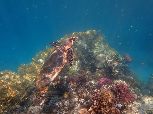Green Turtle Red Sea Egypt — стоковое фото