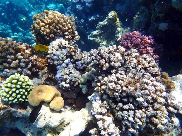 Beautiful Coral Reef Red Sea Egypt Marsa Shagra — стоковое фото