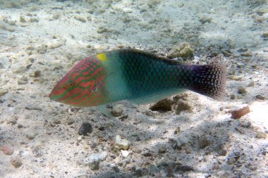 Chequerboard Wrasse, Red Sea, Egypt