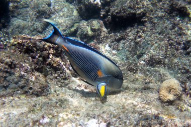 Sohal, Red Sea , Egypt