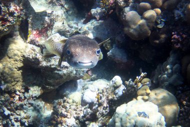 Kızıl Deniz 'de kirpi balığı, Mısır