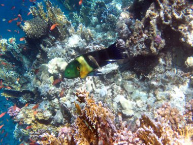 Süpürge Kuyruğu Kırlangıcı, Kızıl Deniz, Mısır