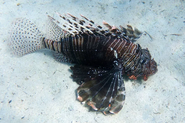 Common Lionfish Red Sea Egypt — 스톡 사진