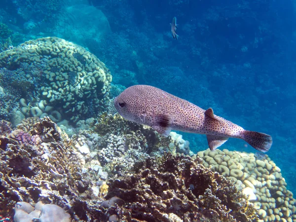 Porcupinefish Red Sea Egypt — стоковое фото