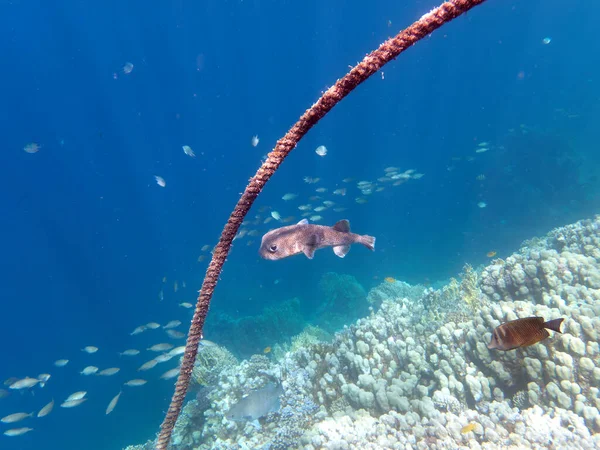 Porcupinefish Red Sea Egypt — Zdjęcie stockowe