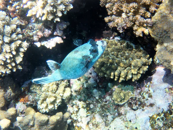 Masked Puffer Red Sea Egypt —  Fotos de Stock