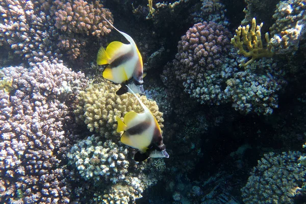 Red Sea Bannerfish Red Sea Egypt — стоковое фото