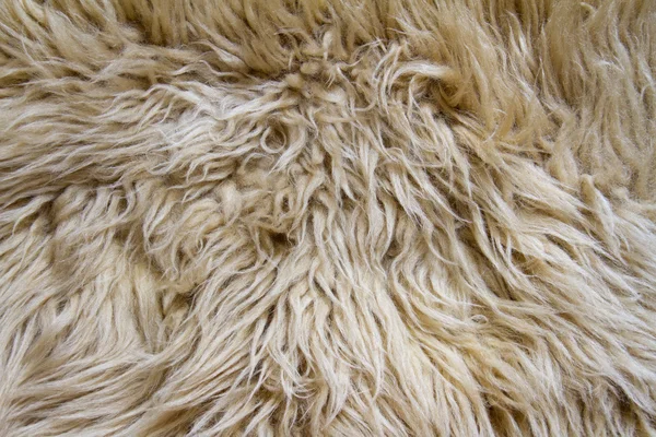 Textuur van lichte schapen pelt — Stockfoto