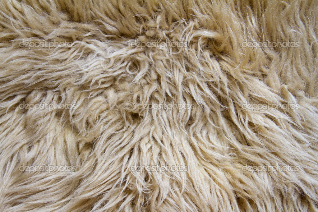 Texture of light sheep pelt Stock Photo by ©gunnahl 17148351