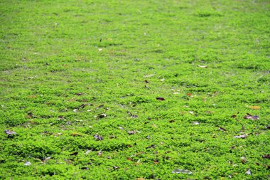 Yeşil Çimen Arkaplanı